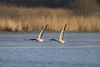 greylag geese