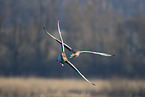 greylag geese