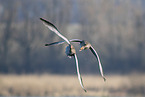 greylag geese