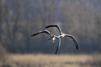 greylag geese