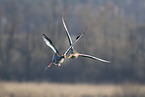 greylag geese