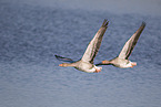 greylag geese