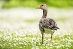 Greylag goose