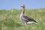 greylag goose