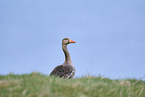greylag goose