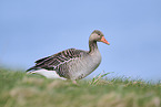 greylag goose
