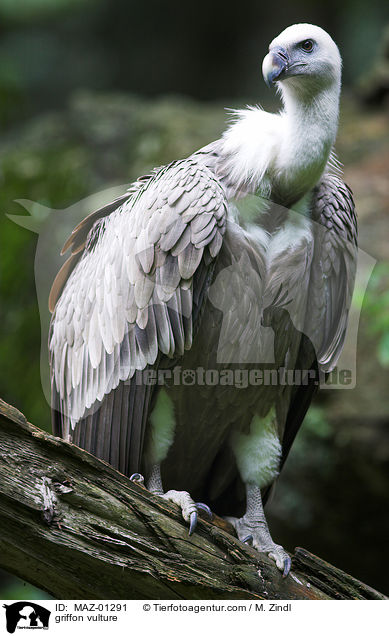 griffon vulture / MAZ-01291