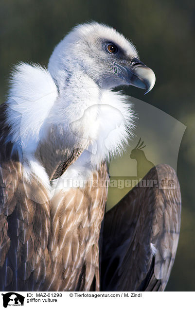 Gnsegeier / griffon vulture / MAZ-01298