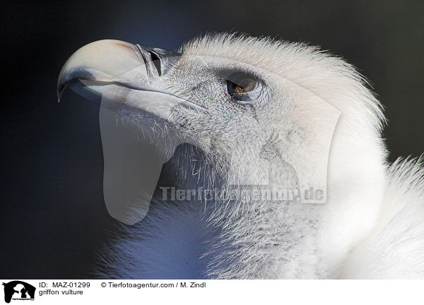 griffon vulture / MAZ-01299