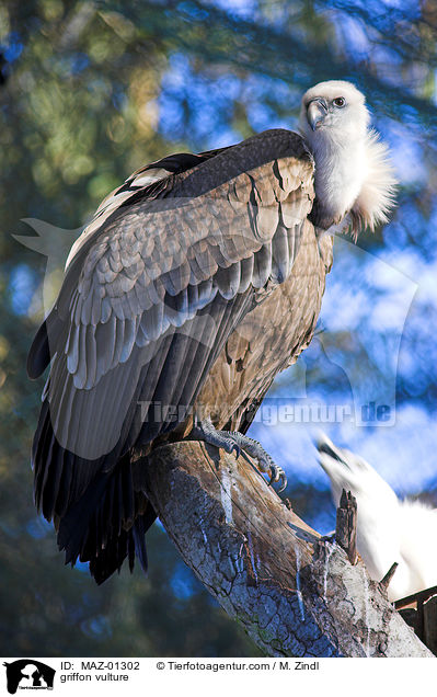 griffon vulture / MAZ-01302