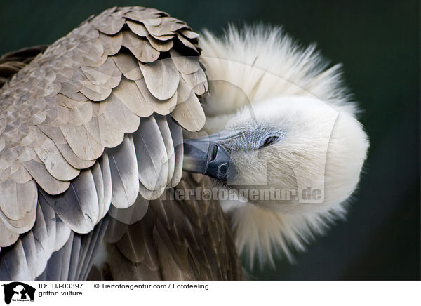 griffon vulture / HJ-03397