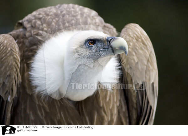griffon vulture / HJ-03399