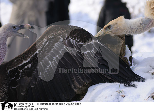 Gnsegeier / Eurasian griffons / DMS-01795