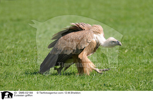 Gnsegeier / Eurasian griffon / DMS-02188