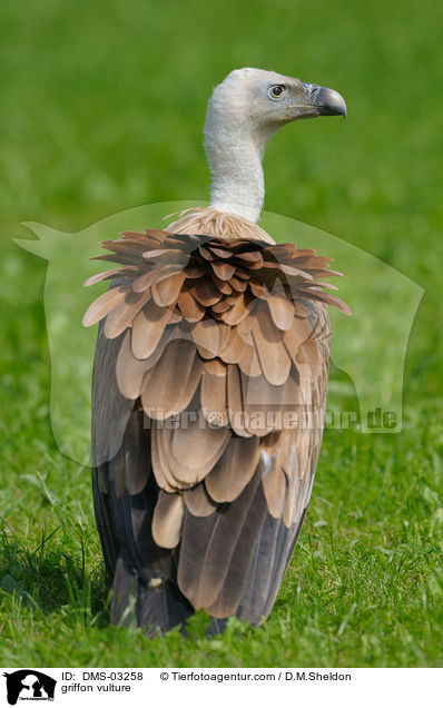 griffon vulture / DMS-03258