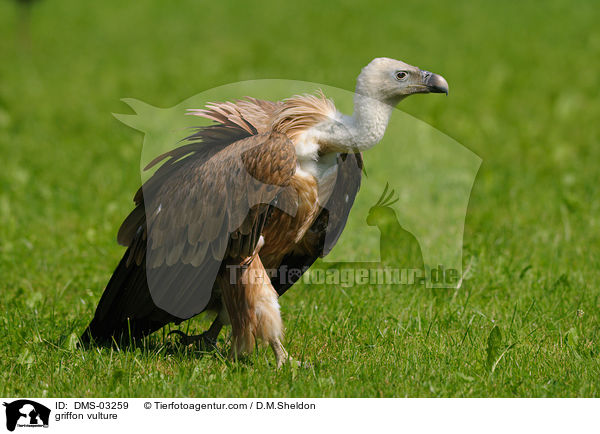 Gnsegeier / griffon vulture / DMS-03259