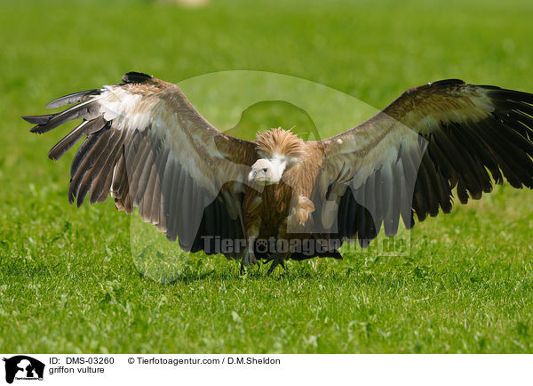 Gnsegeier / griffon vulture / DMS-03260