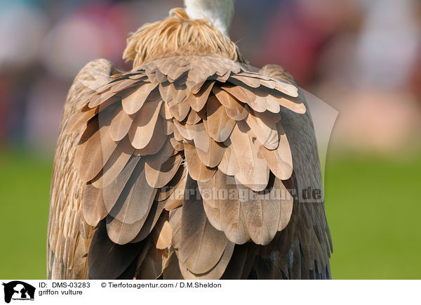 griffon vulture / DMS-03283