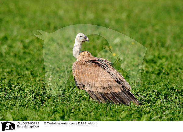 Gnsegeier / Eurasian griffon / DMS-03843
