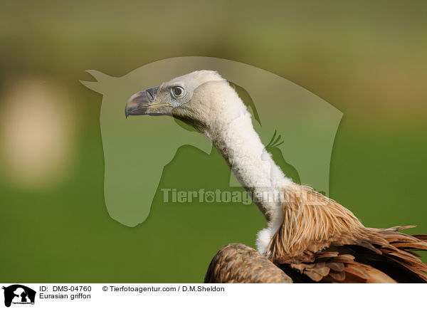 Gnsegeier / Eurasian griffon / DMS-04760