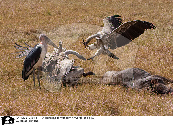 Gnsegeier / Eurasian griffons / MBS-04914