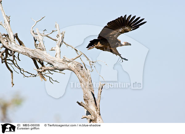 Gnsegeier / Eurasian griffon / MBS-06006