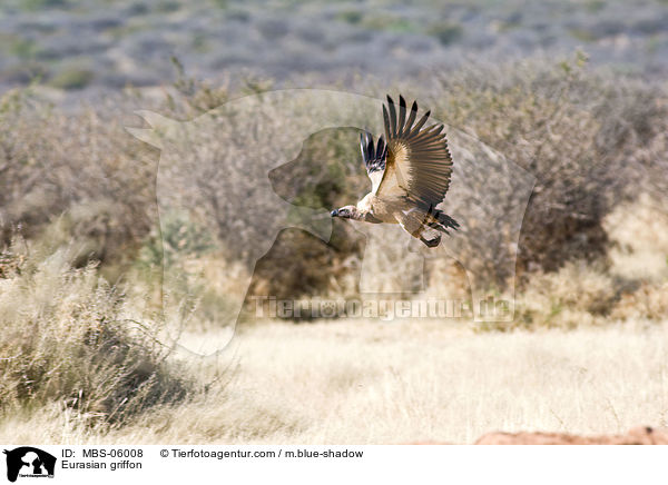 Gnsegeier / Eurasian griffon / MBS-06008