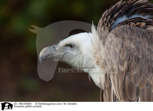 Gnsegeier Portrait / Eurasian griffon portrait / WS-05806