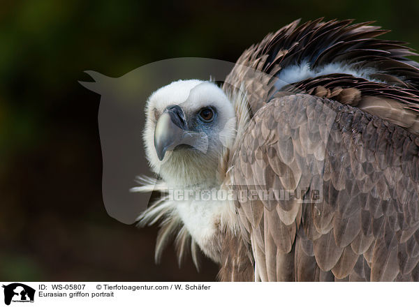 Gnsegeier Portrait / Eurasian griffon portrait / WS-05807