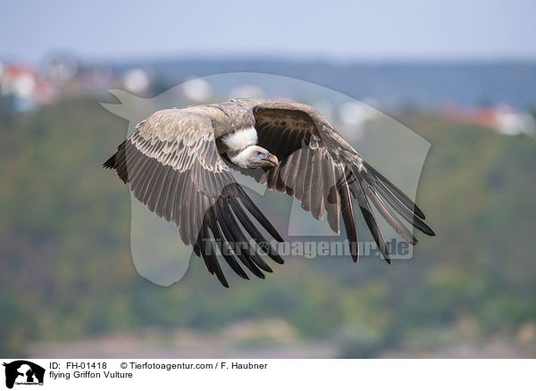 flying Griffon Vulture / FH-01418