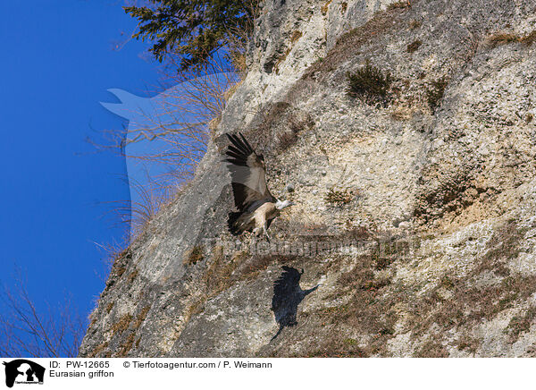 Gnsegeier / Eurasian griffon / PW-12665