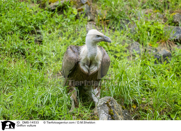 Gnsegeier / Griffon vulture / DMS-14533