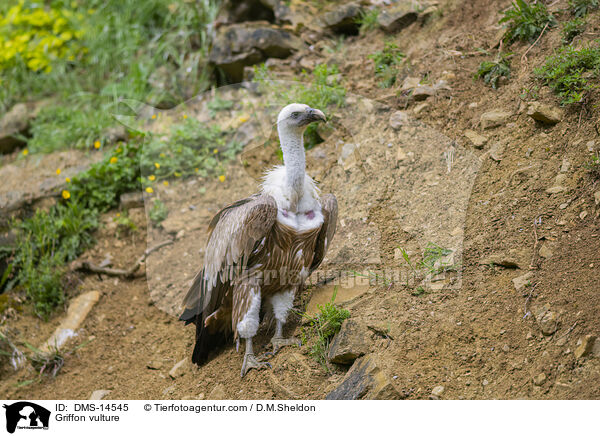 Gnsegeier / Griffon vulture / DMS-14545