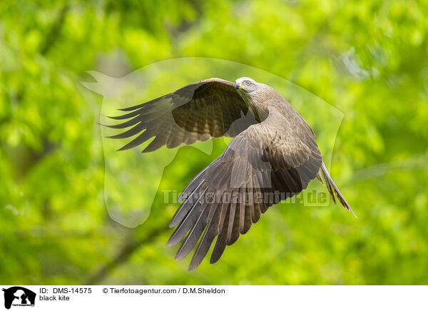 Schwarzmilan / black kite / DMS-14575