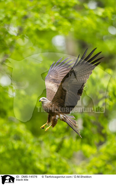 black kite / DMS-14576