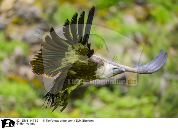Gnsegeier / Griffon vulture / DMS-14735