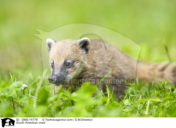 Sdamerikanischer Nasenbr / South American coati / DMS-14776