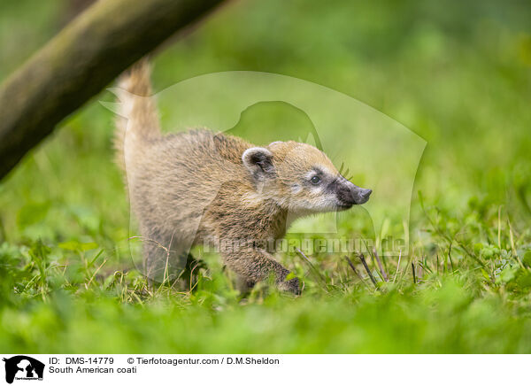 Sdamerikanischer Nasenbr / South American coati / DMS-14779