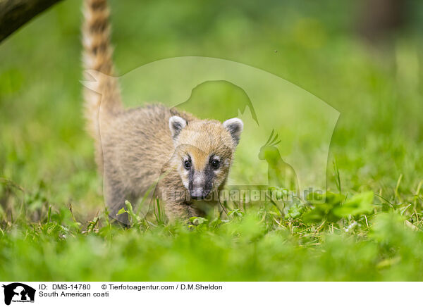 Sdamerikanischer Nasenbr / South American coati / DMS-14780