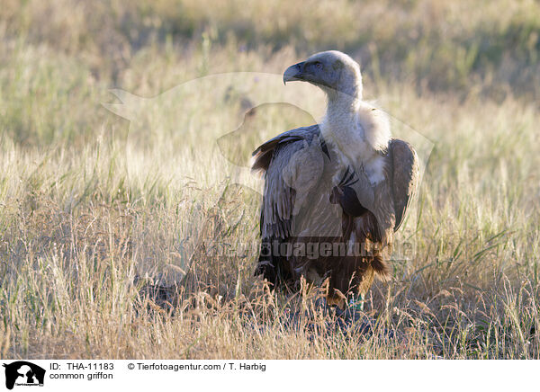 Gnsegeier / common griffon / THA-11183