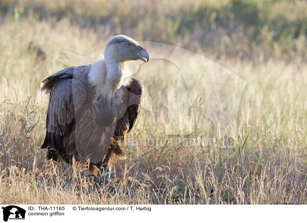 Gnsegeier / common griffon / THA-11185