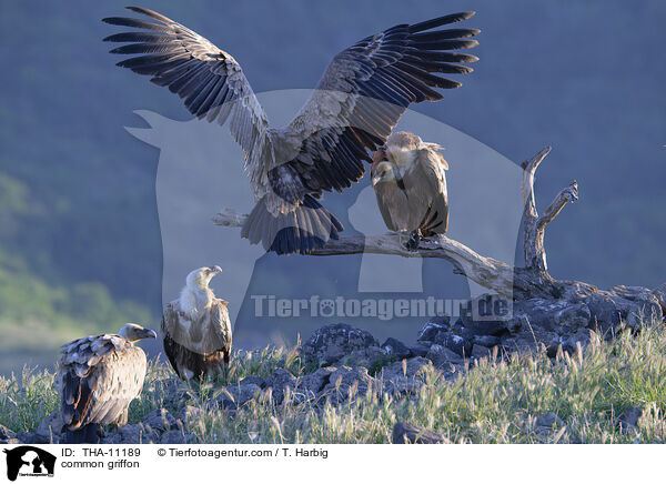 Gnsegeier / common griffon / THA-11189