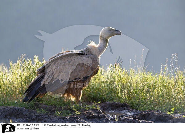 Gnsegeier / common griffon / THA-11192