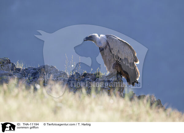 Gnsegeier / common griffon / THA-11194