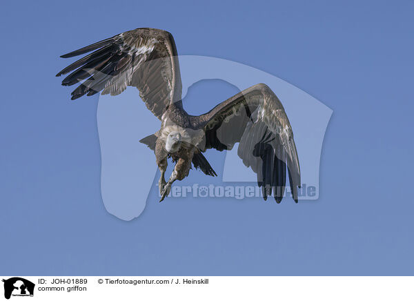 G�nsegeier / common griffon / JOH-01889