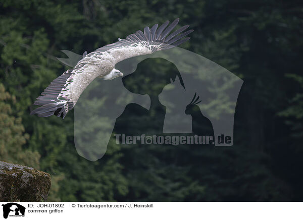G�nsegeier / common griffon / JOH-01892