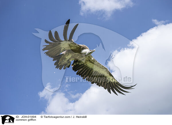 G�nsegeier / common griffon / JOH-01894