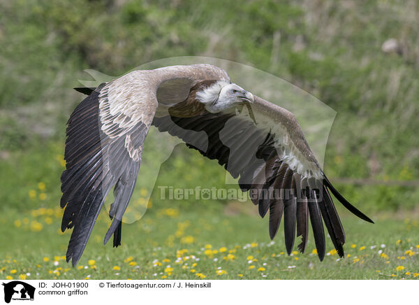 common griffon / JOH-01900