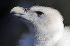 griffon vulture