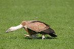 Eurasian griffon